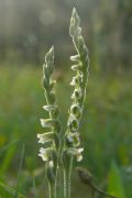 Spiranthes spiralis